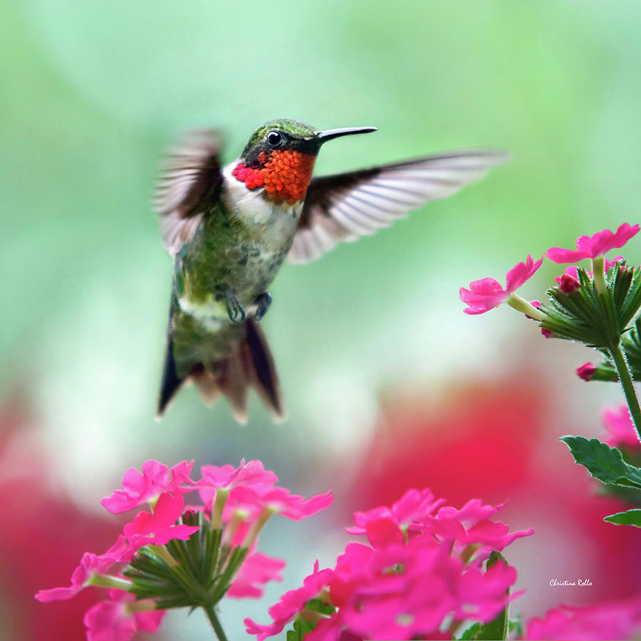 Ruby Garden Jewel Hummingbird Square Photograph by Christina Rollo