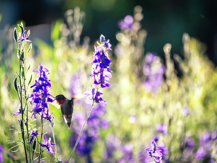 Ruby Hummingbird with Rocket Larkspur Photograph by Rachel Morrison Ruby Hummingbird with Rocket Larkspur Photograph by Rachel Morrison