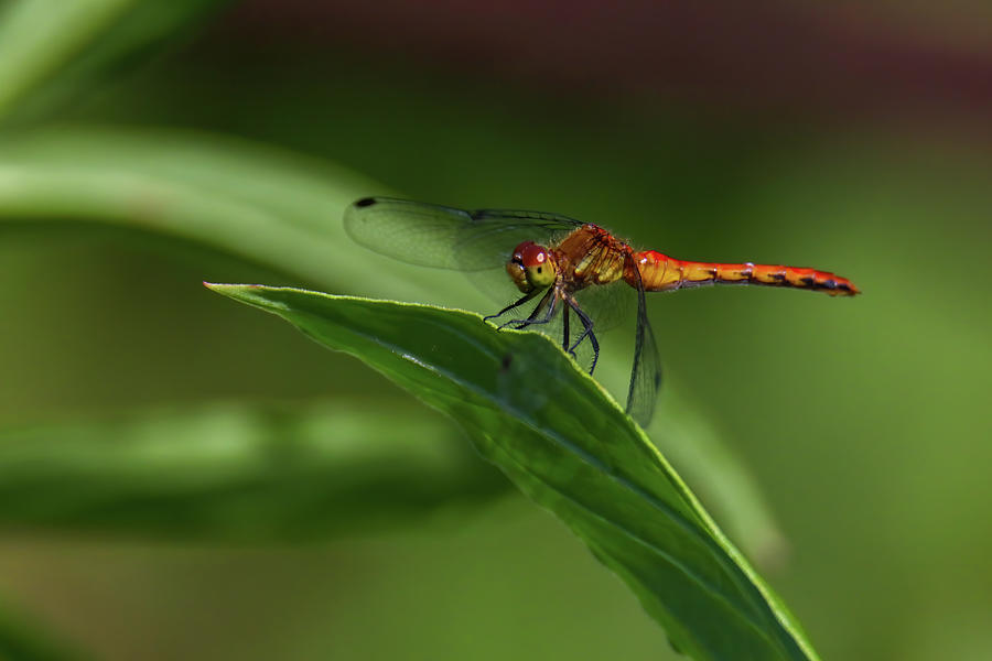 Ruby Meadowhawk Dragonfly Photograph by Brook Burling