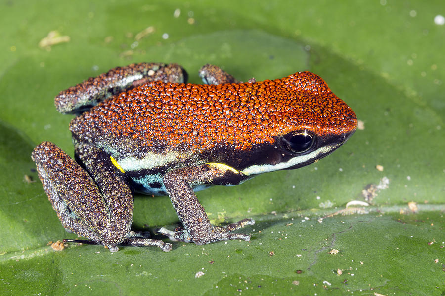 Ruby Poison Frog (Ameerega parvula), Ecuador Photograph by Dr Morley Read