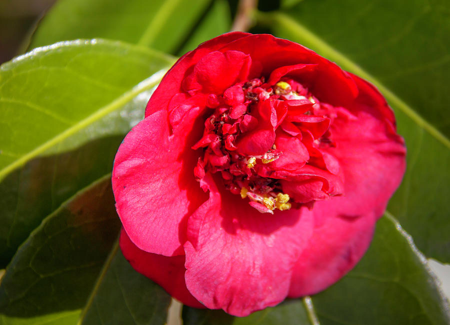 Ruby Red Camellia Photograph