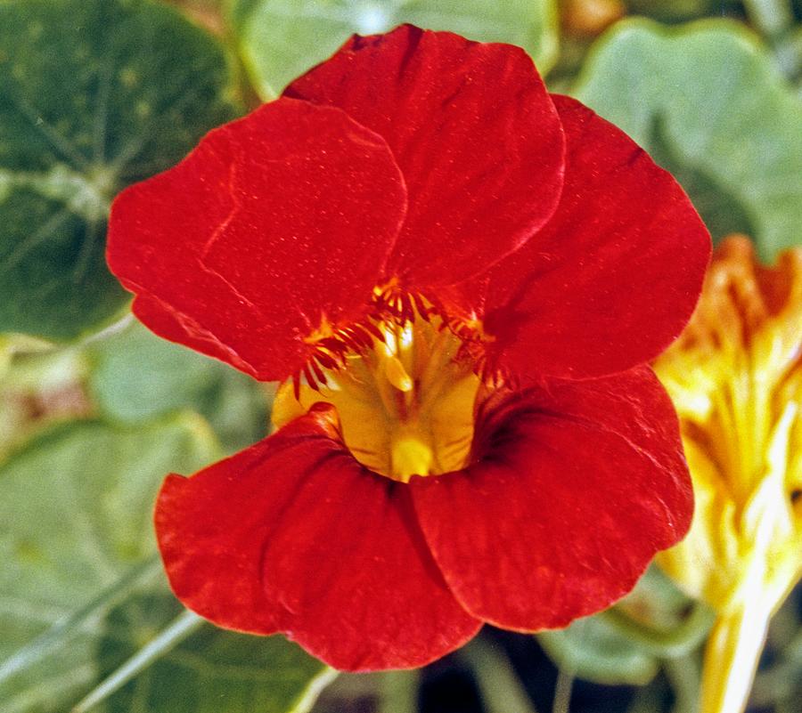 Ruby Red Flower Photograph by Douglas Barnett
