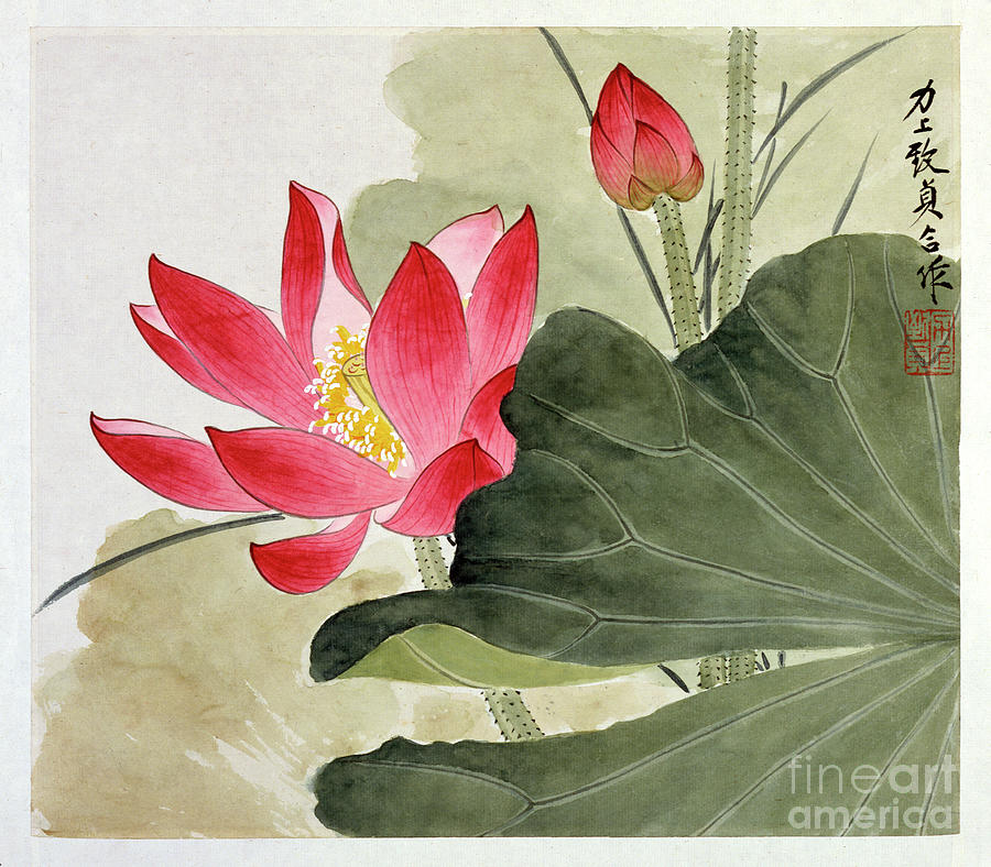 Ruby Red Lotus Flower Painting by Yu Zhizhen
