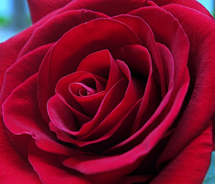 Ruby Red Rose Photograph by Sarah Glass - Pixels