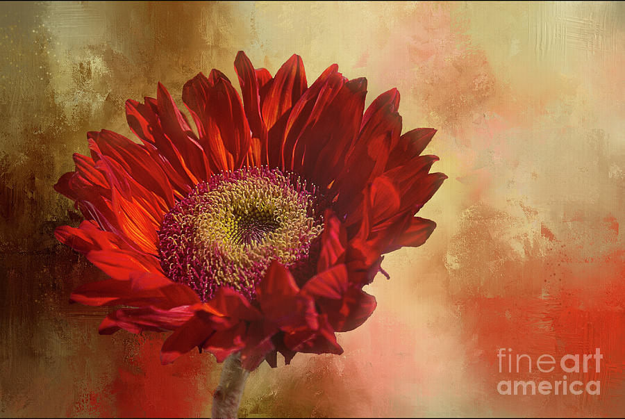 Sunflower Photograph - Ruby Red Sunflower by Elisabeth Lucas