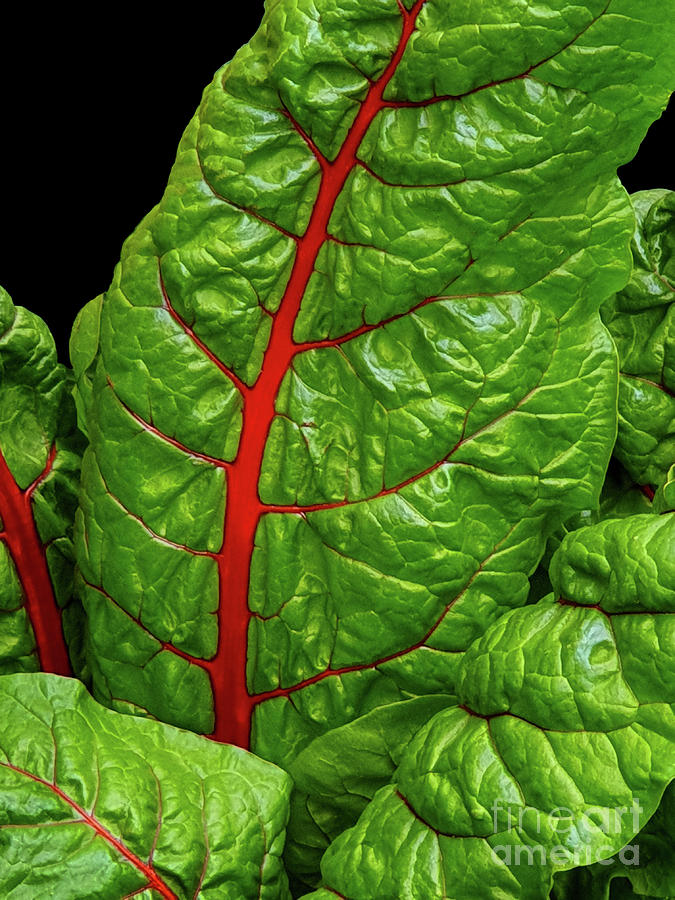 Ruby Red Swiss Chard Photograph by Yvonne Johnstone