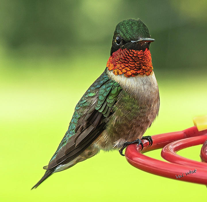 Hummingbird Photograph - Ruby Red by Val West Hummingbird Photograph - Ruby Red by Val West