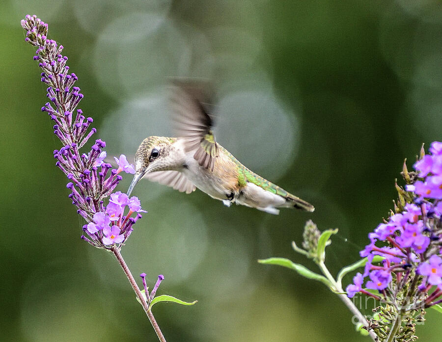 Juvenile Ruby-throated Hummingbird Fueling Up For Migration Photograph by Cindy Treger