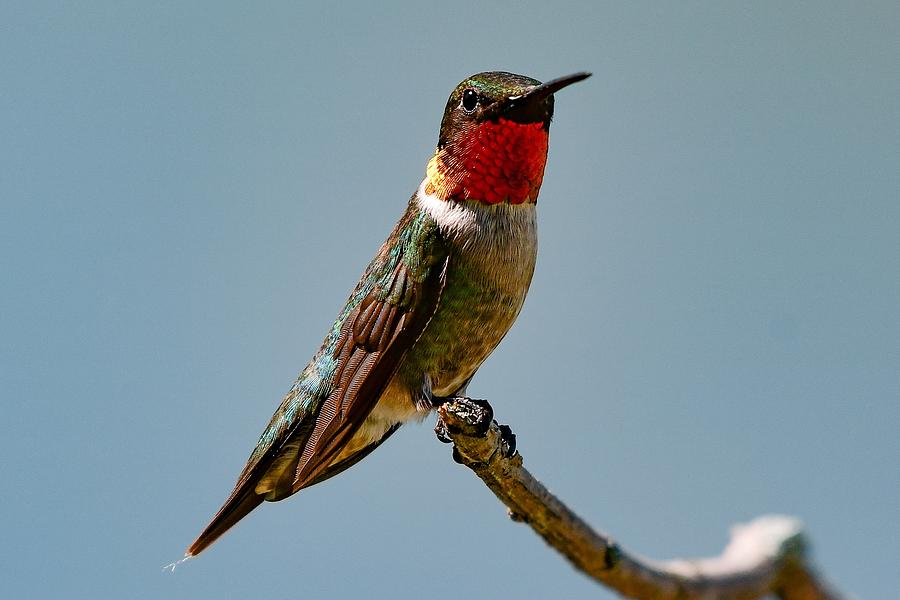 Ruby throat Photograph by Dwight Eddington - Fine Art America