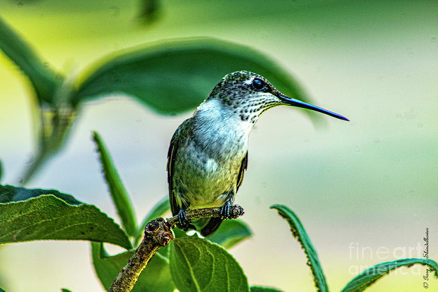 Ruby Throat Hymmingbird Photograph