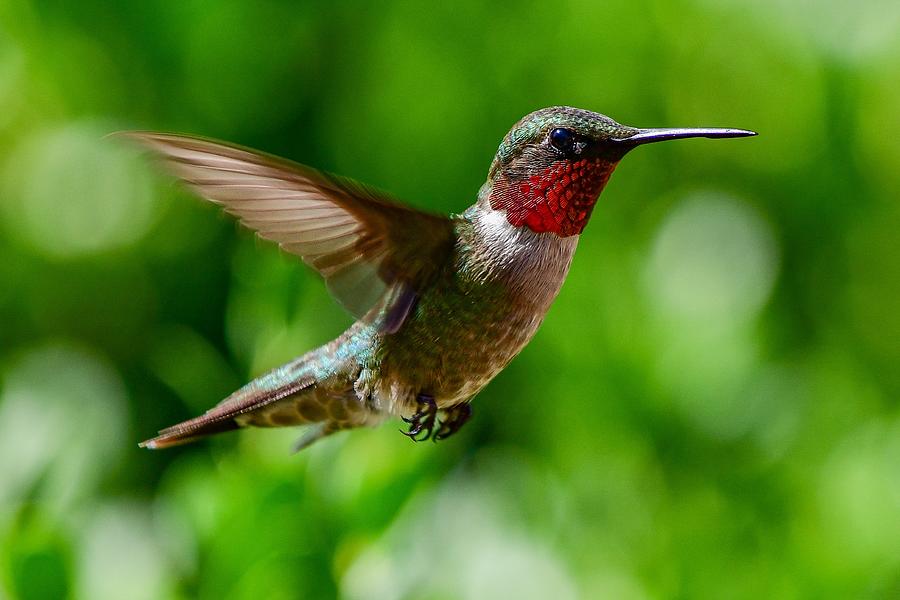 Ruby throat in flight Photograph by Dwight Eddington - Fine Art America