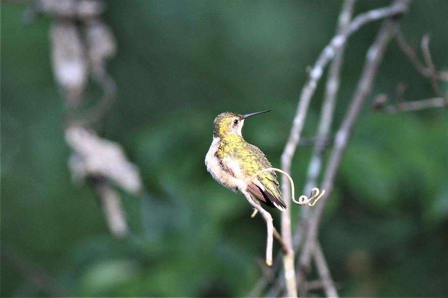 Ruby-throated Hummingbird  0690-1 Photograph