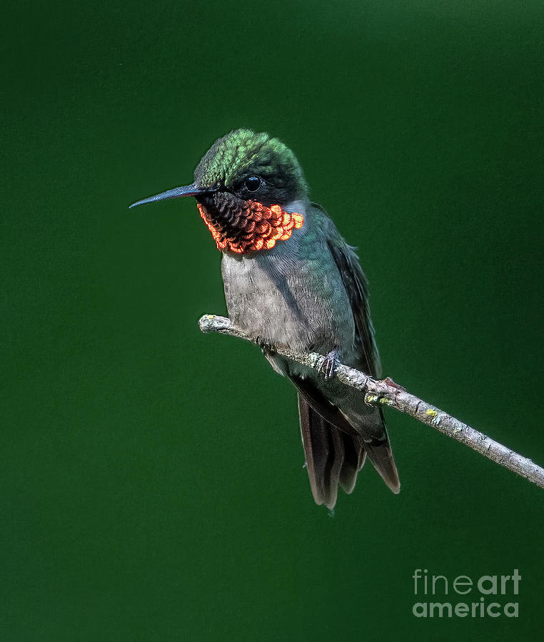 Ruby Throated Hummingbird-1 Photograph by Sandra Rust
