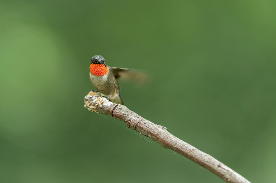 Ruby-throated Hummingbird - 1094 Photograph by Jerry Owens