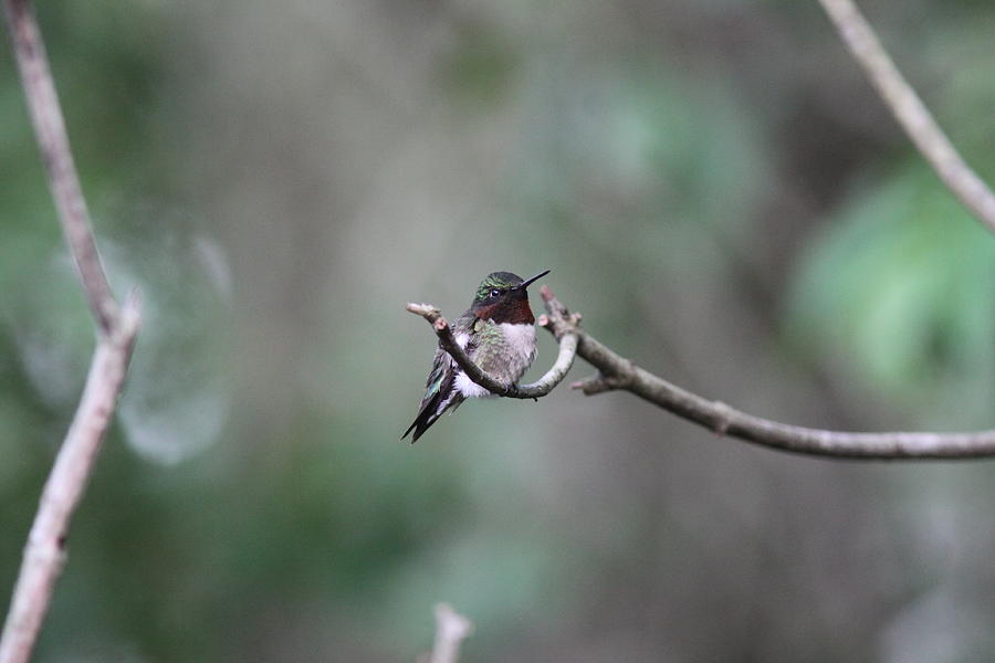 Ruby-throated Hummingbird   1168 Photograph by Travis Truelove
