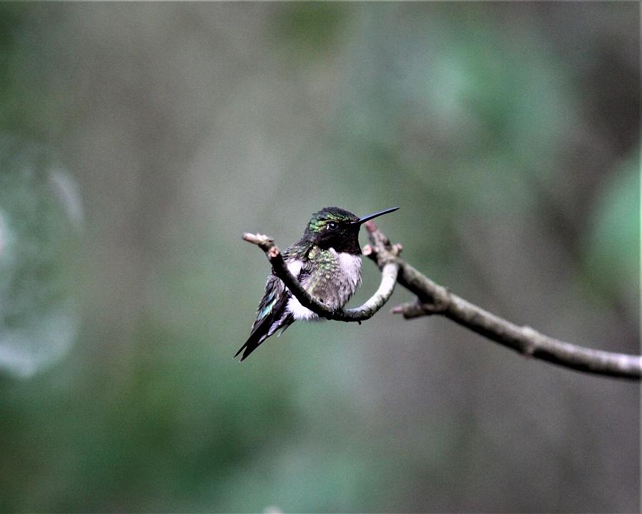 Ruby-throated Hummingbird  1173 Photograph by Travis Truelove