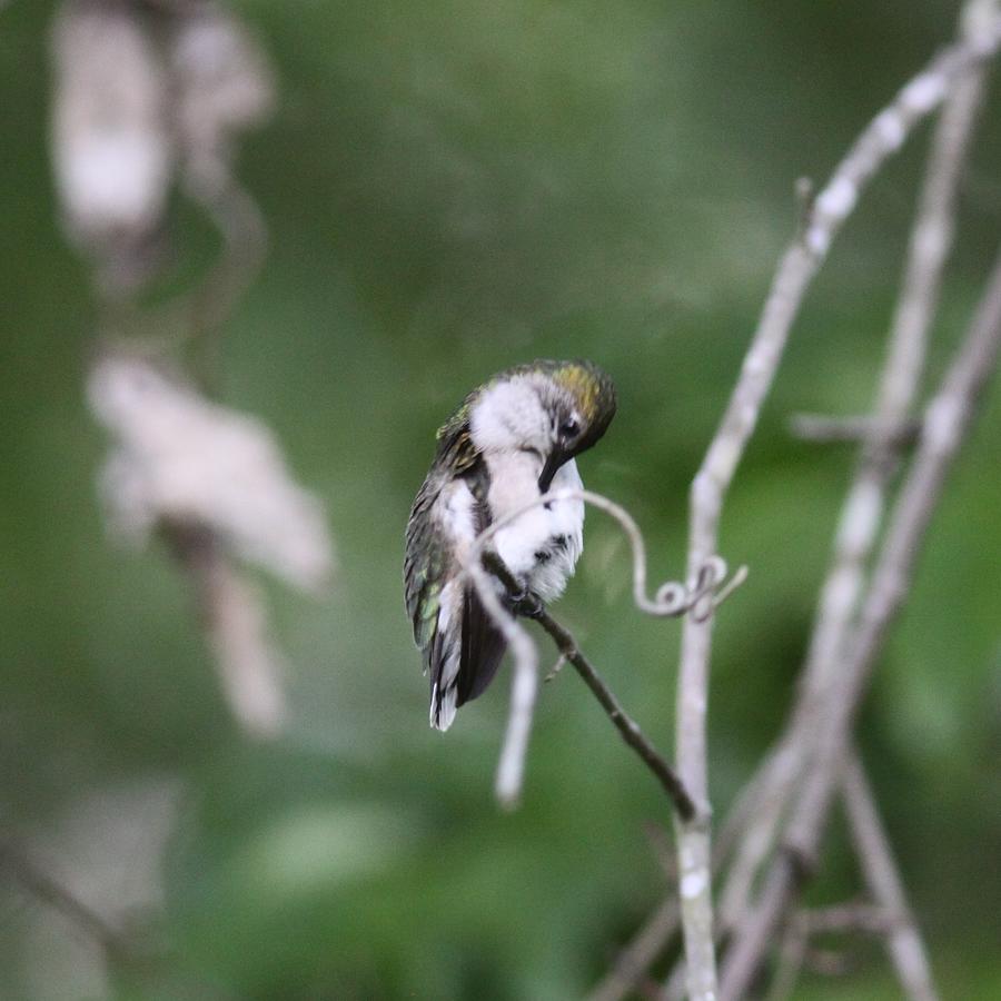 Ruby-Throated Hummingbird   1177-11 Photograph by Travis Truelove