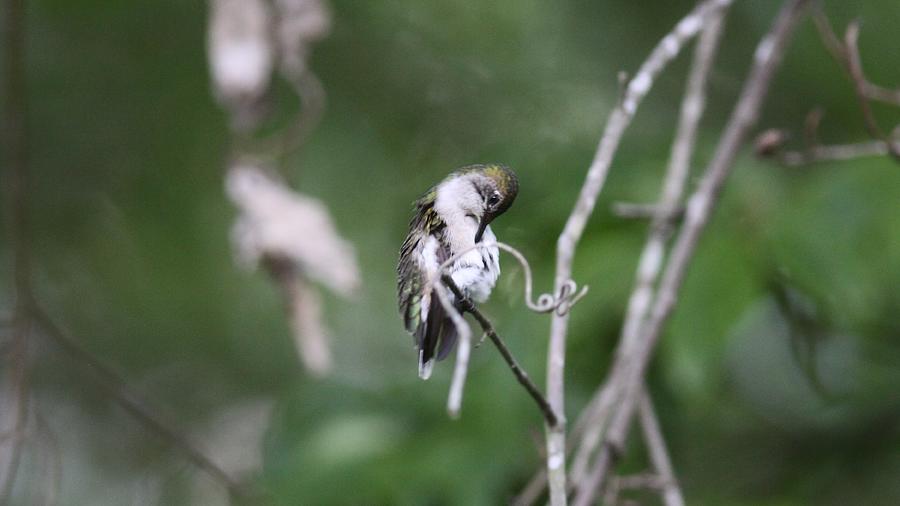 Ruby-Throated Hummingbird   1217-1 Photograph by Travis Truelove
