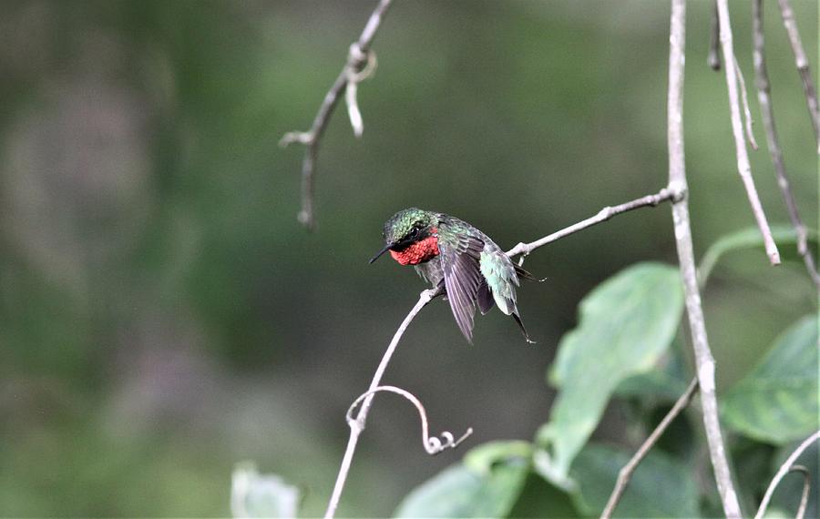 Ruby-throated Hummingbird  1585-6 Photograph