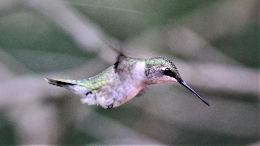 Ruby-throated Hummingbird  1853-2 Photograph