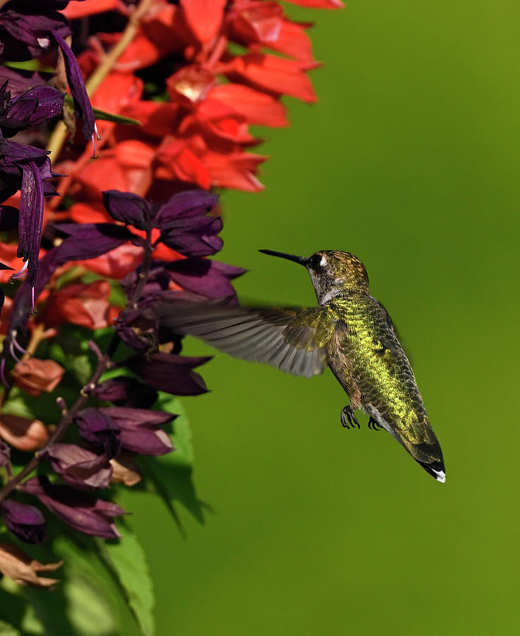Ruby Throated Hummingbird-2 Photograph by Jeffrey PERKINS