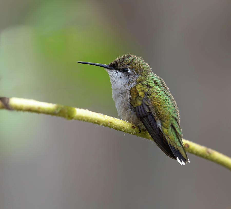 Ruby-throated Hummingbird 2016-10 Photograph by Thomas Young