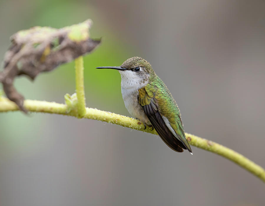 Ruby-throated Hummingbird 2016-9 Photograph by Thomas Young