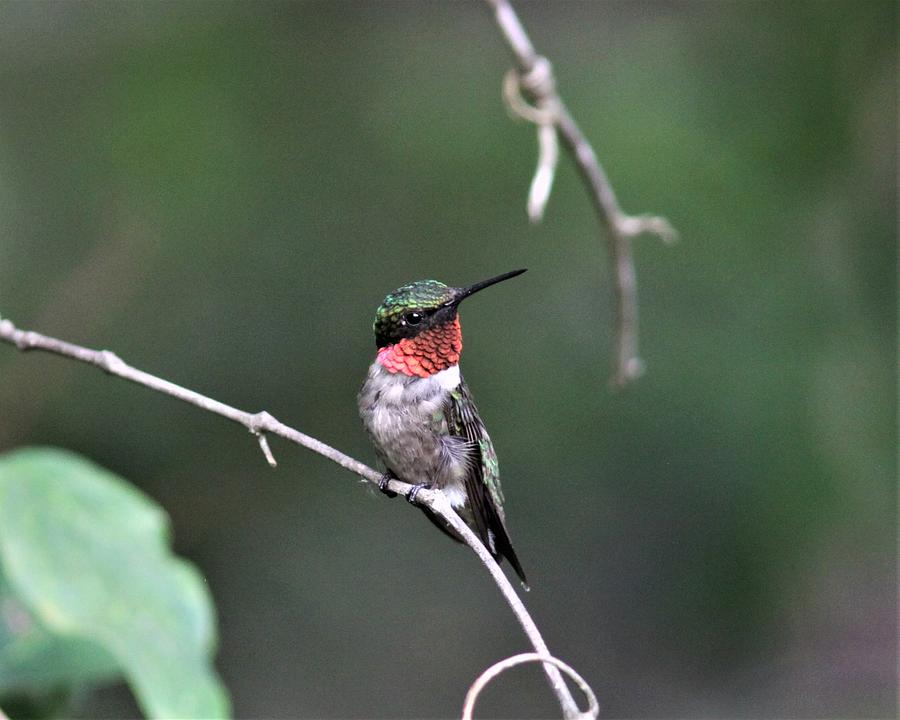 Ruby-throated Hummingbird  2367-2 Photograph