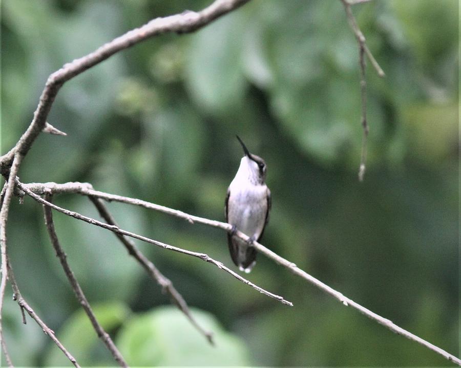 Ruby-throated Hummingbird 2704-5 Photograph
