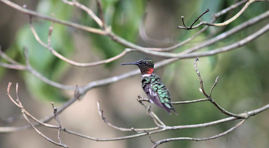 Ruby-throated Hummingbird  2852-7 Photograph by Travis Truelove