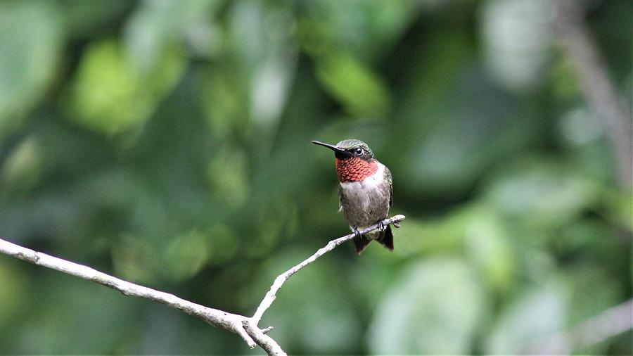 Ruby-throated Hummingbird 2965-4 Photograph