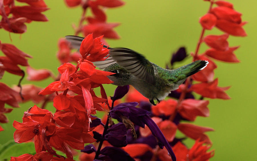 Ruby Throated Hummingbird-3 Photograph by Jeffrey PERKINS