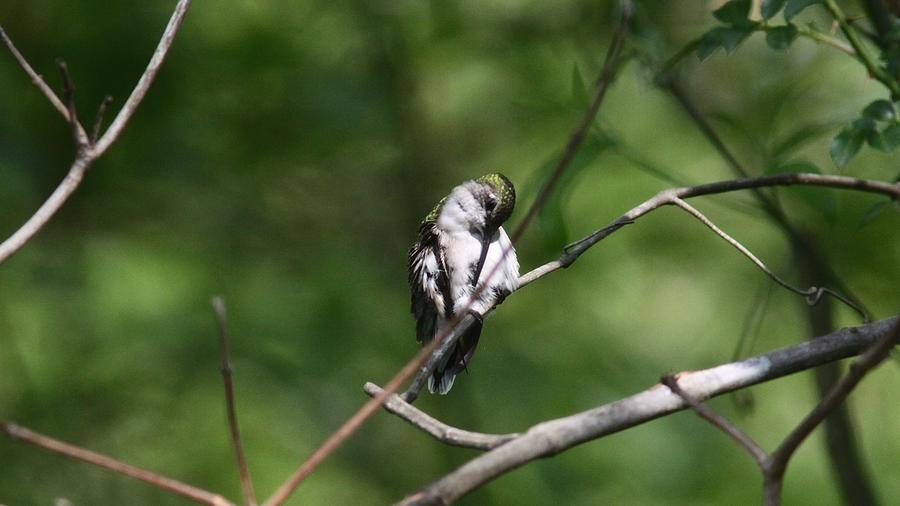 Ruby-throated Hummingbird    3355-1 Photograph by Travis Truelove