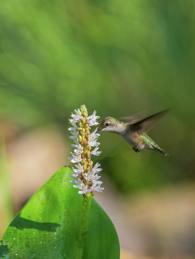 Ruby-throated Hummingbird - 3686 Photograph by Jerry Owens