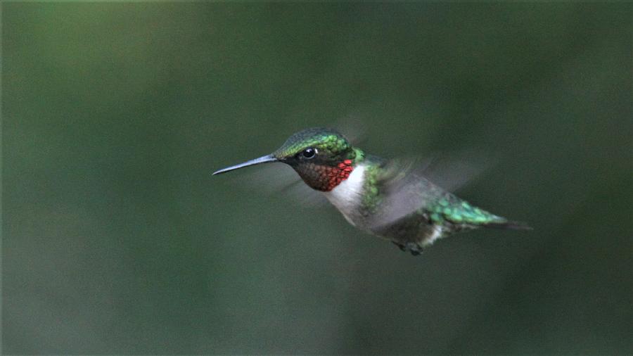 Ruby-throated Hummingbird  3883-4 Photograph by Travis Truelove