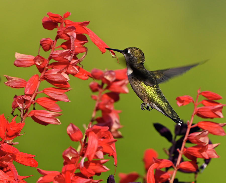 Ruby Throated Hummingbird-4 Photograph by Jeffrey PERKINS