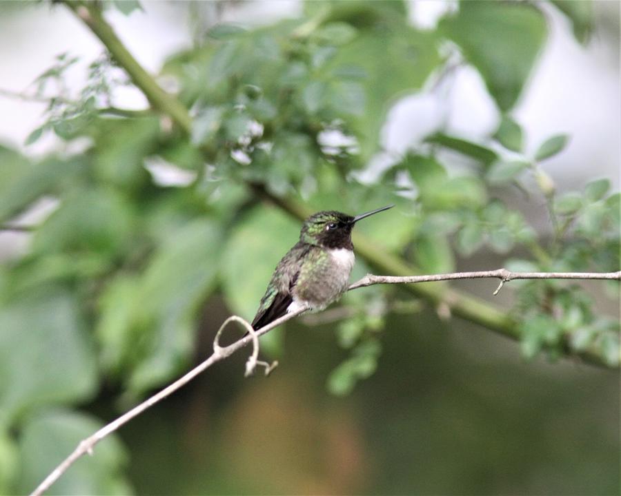Ruby-throated Hummingbird  4160-2 Photograph