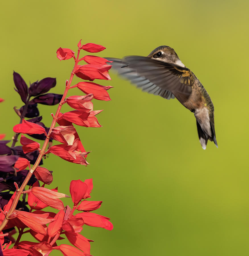 Ruby Throated Hummingbird-5 Photograph by Jeffrey PERKINS