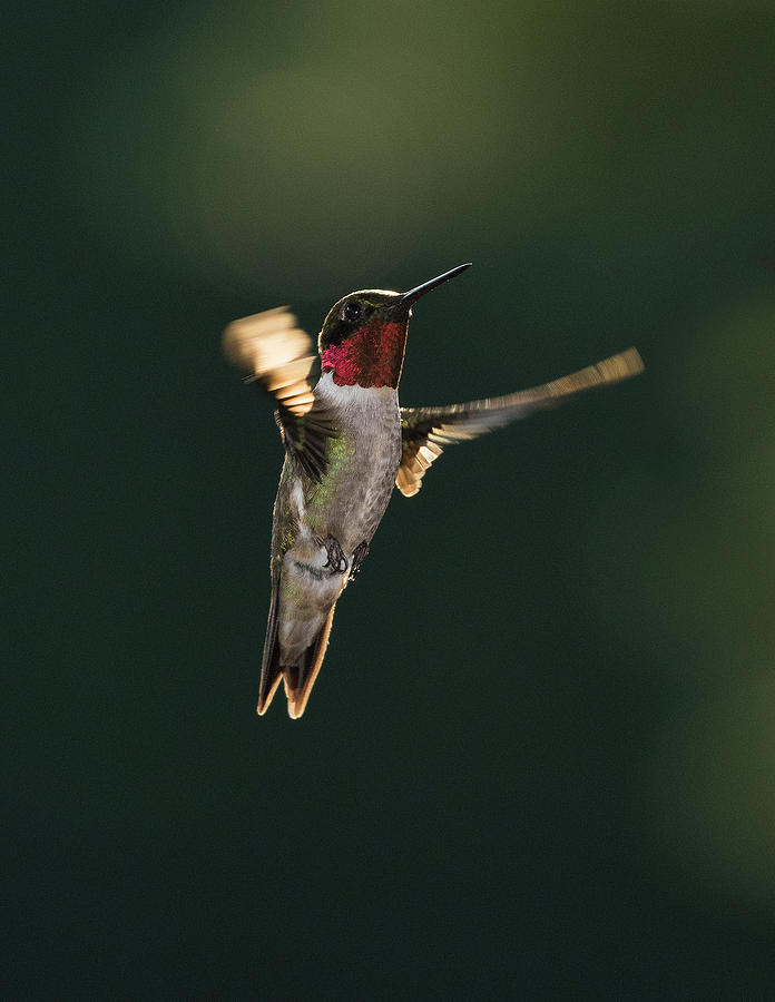 Ruby-throated hummingbird 5, Spring Migration 2020 Photographic Print Photograph by Eric Abernethy