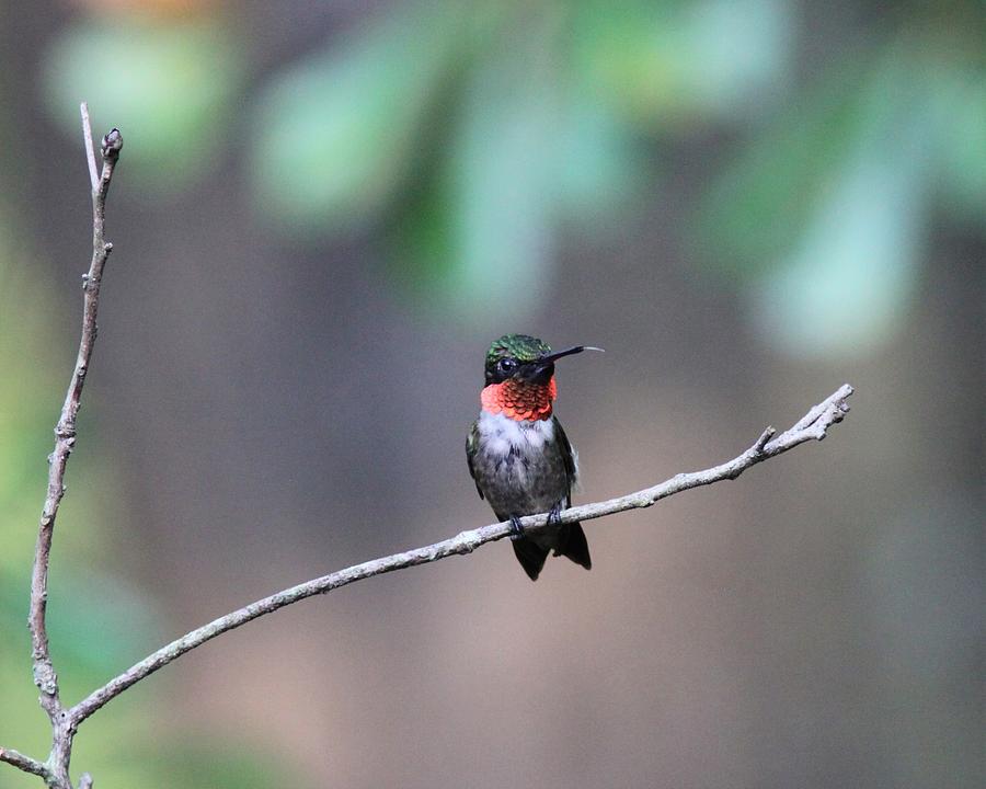 Ruby-throated Hummingbird  5112-4 Photograph