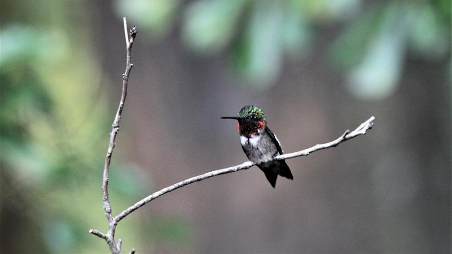 Ruby-throated Hummingbird  5162-5 Photograph by Travis Truelove