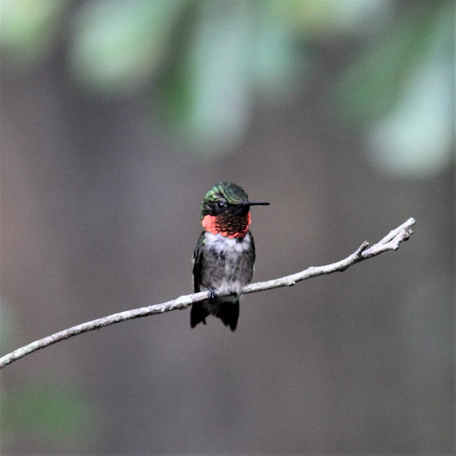 Ruby-throated Hummingbird  5194-5 Photograph