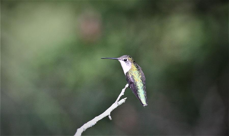 Ruby-throated Hummingbird  5248-4 Photograph