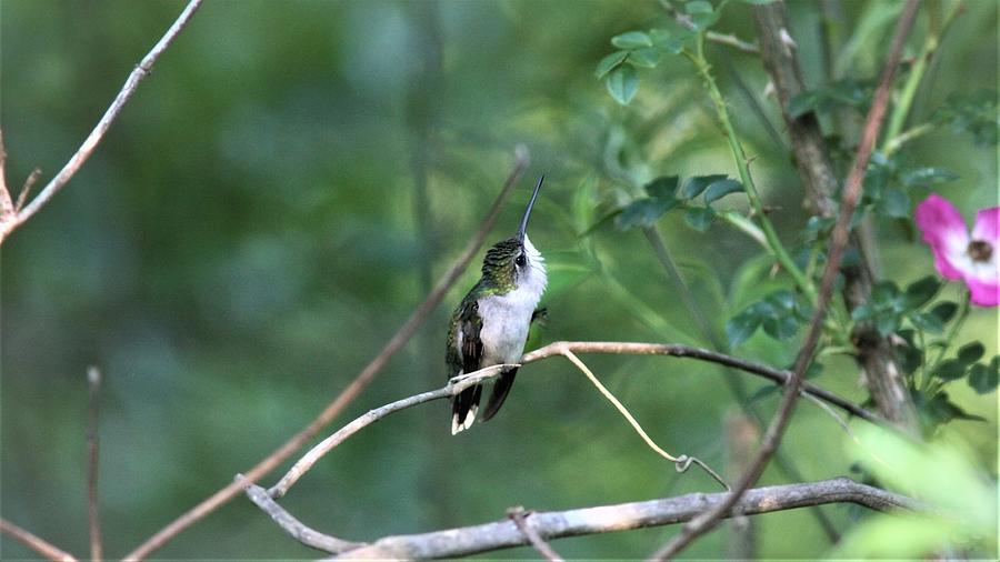 Ruby-throated Hummingbird 5451-1 Photograph by Travis Truelove