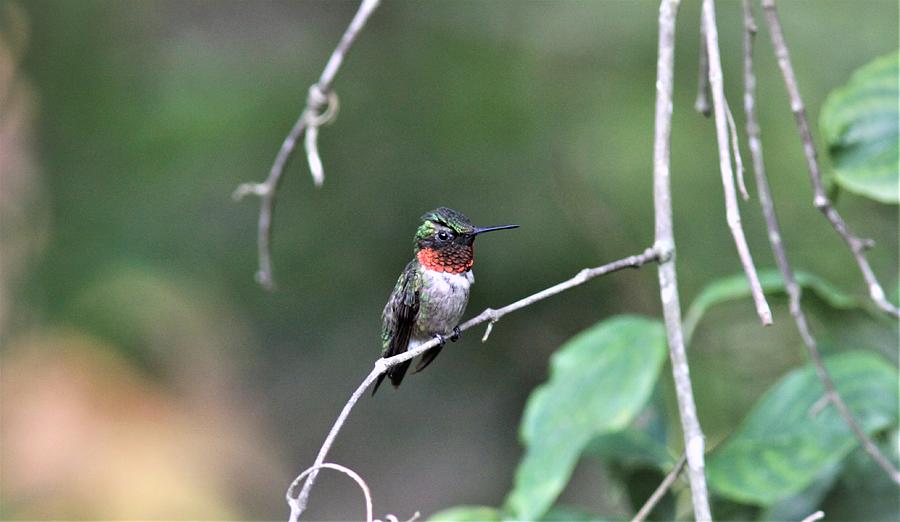 Ruby-throated Hummingbird  5534-5 Photograph