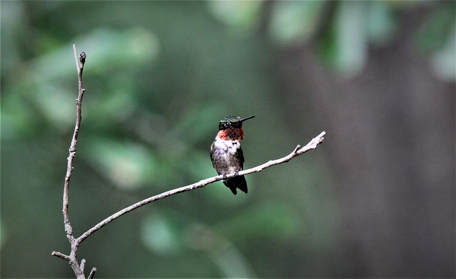 Ruby-throated Hummingbird  5826-5 Photograph