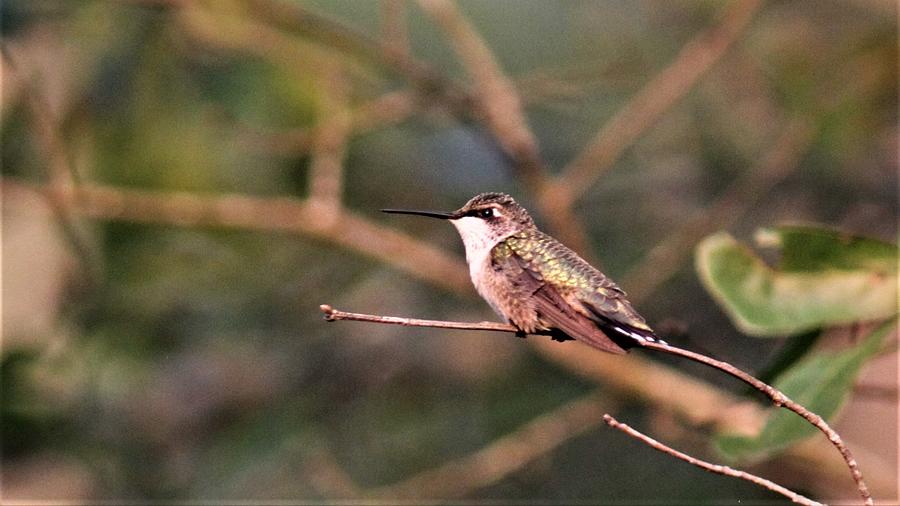 Ruby-throated Hummingbird 6033-4 Photograph