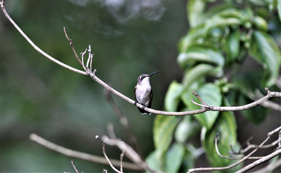 Ruby-throated Hummingbird  6242-5 Photograph
