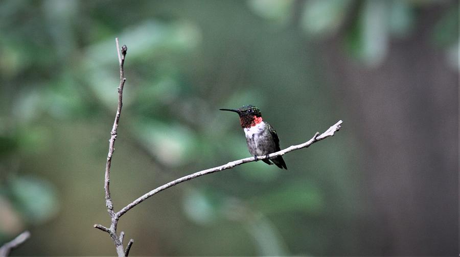 Ruby-throated Hummingbird  6274-5 Photograph