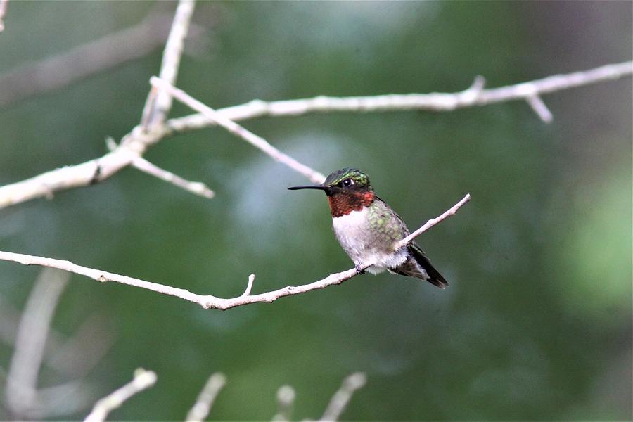 Ruby-throated Hummingbird,  6298-2 Photograph by Travis Truelove